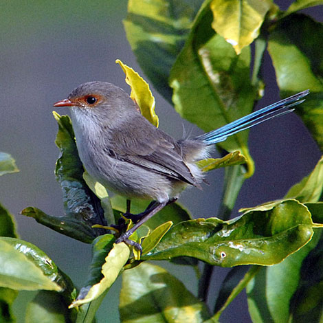 Malurus splendens side