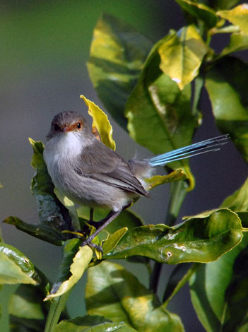 Malurus splendens facing