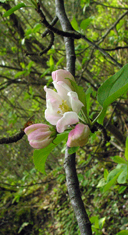 Malus pumila whole