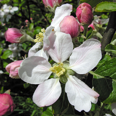 Malus pumila close