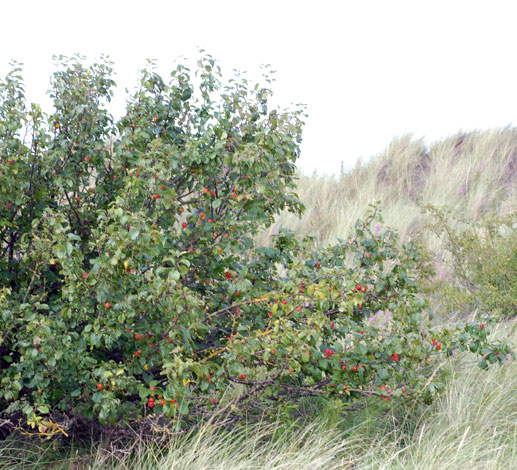 Malus sylvestris