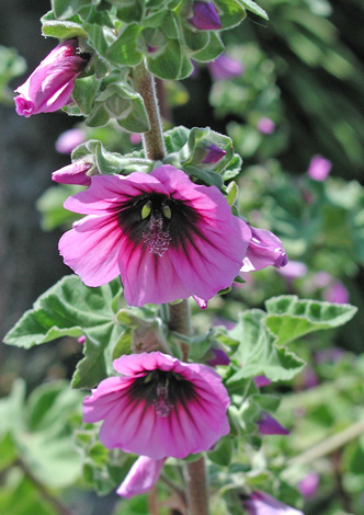 Lavatera arborea close