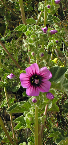 Lavatera arborea close