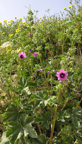 Lavatera arborea whole