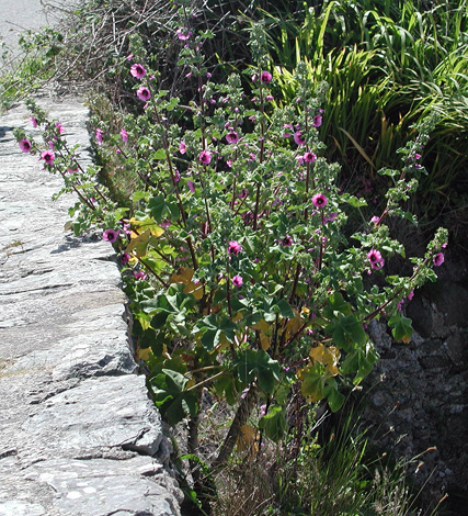 Lavatera arborea whole