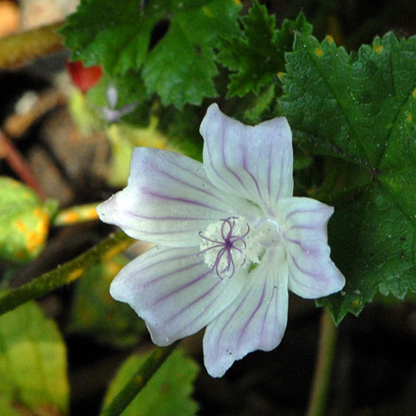 Malav neglecta close