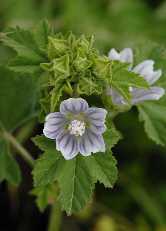 Malva neglecta Italy close
