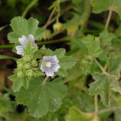 Malva neglecta Italy whole