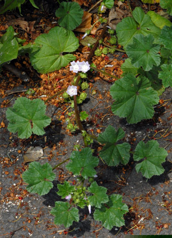 Malav neglecta whole