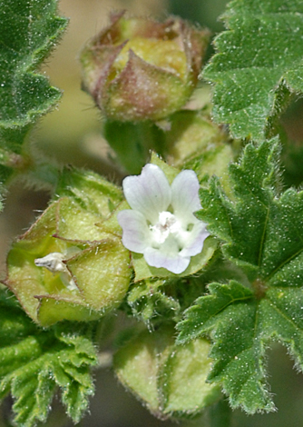 Malva parviflora close