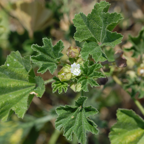 Malva parviflora whole