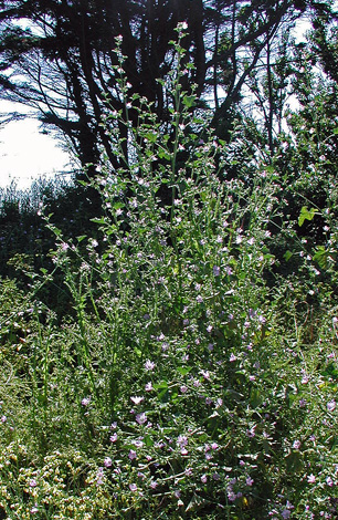 Lavatera cretica whole