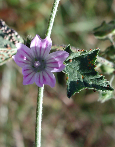 Lavatera cretica flower