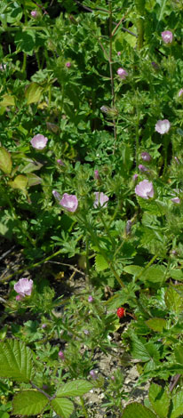 Malva setigera whole