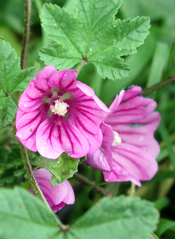 Malva sylvestris close