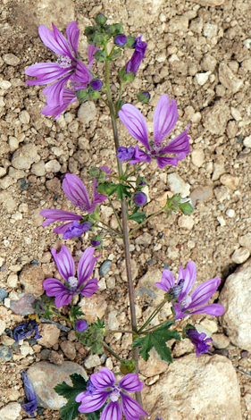 Malav sylvestris close Rhodes