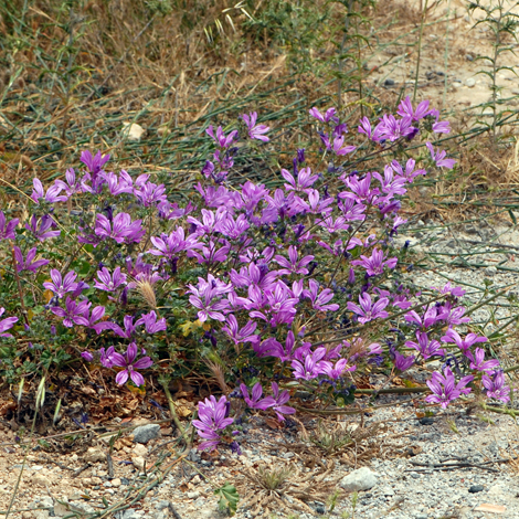 Malav sylvestris whole Rhodes