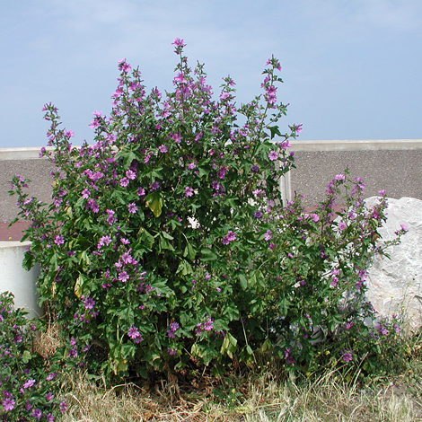 Malva sylvestris whole