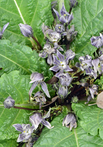 mandrake root benefits