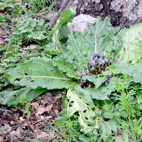 Mndragora officinarum whole