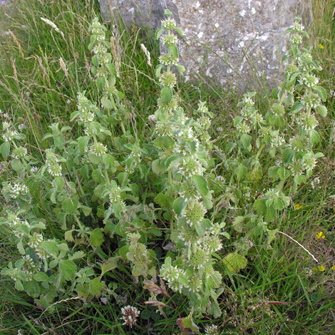 Marrubium vulgare whole