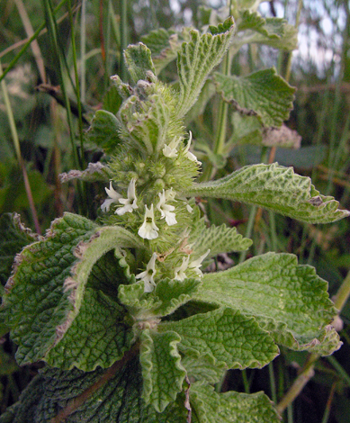 Marrubium vulgare close