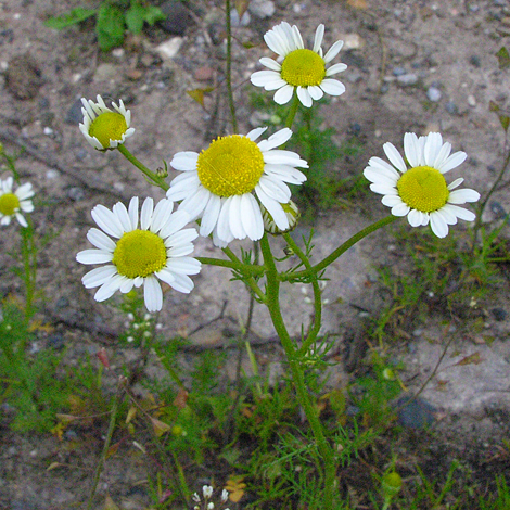 Matricaria chamomilla close