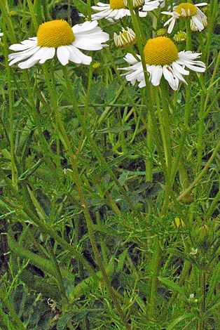 Matricaria chamomilla whole