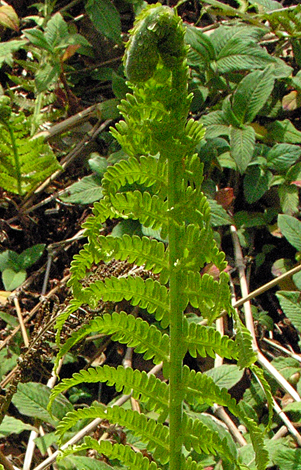 Matteuccia struthiopteris close