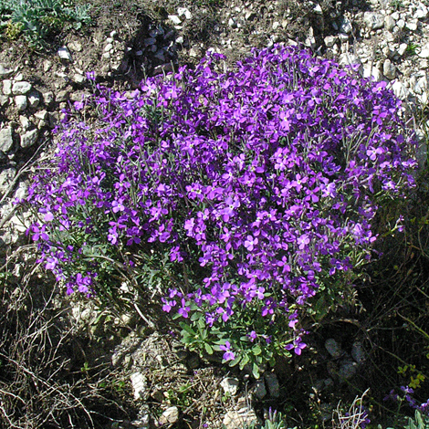 Matthiola incana whole