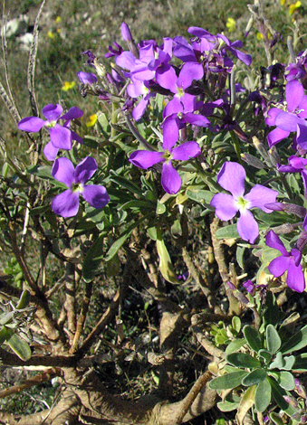 Matthiola incana close