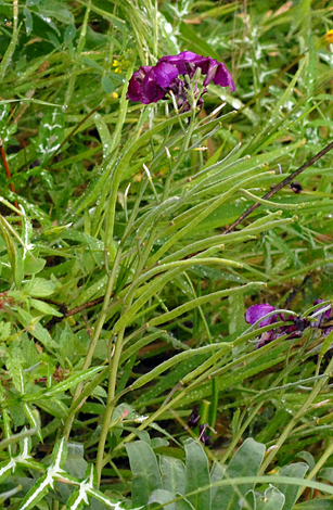 Matthiola incana Italy close