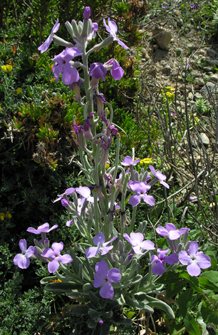 Matthiola incana ssp melitensis close