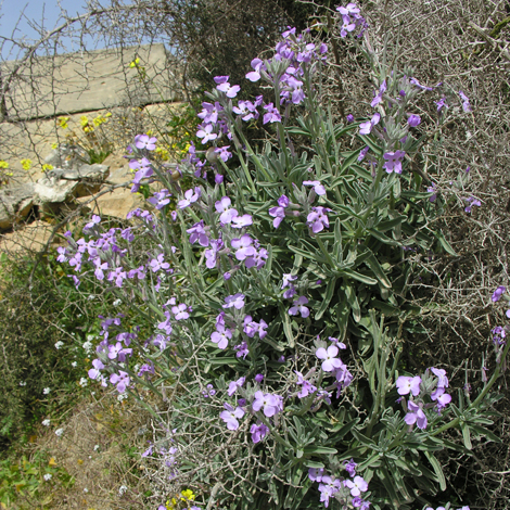 Matthiola incana ssp melitensis whole