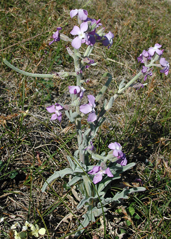 Matthiola sinuata close