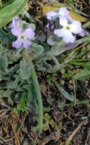 Matthiola tricuspidata close