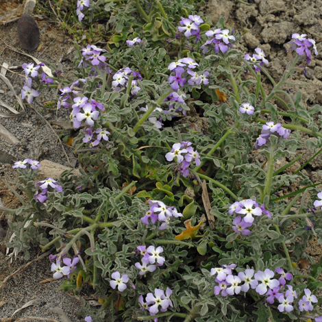 Matthiola tricuspidata whole