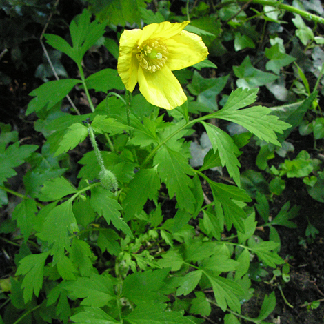 Meconopsis cambrica whole