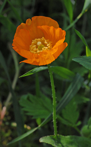 Meconopsis cambrica close