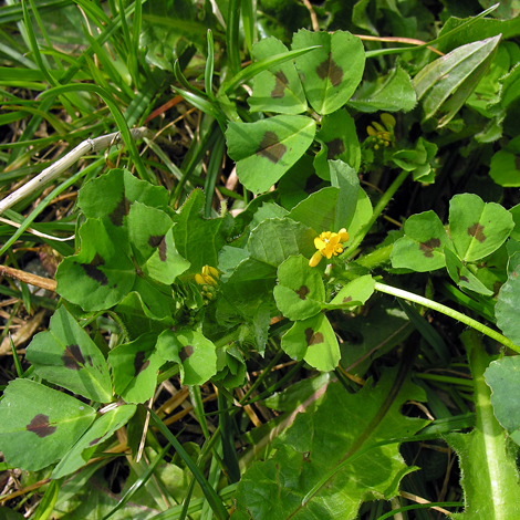 Medicago arabica whole