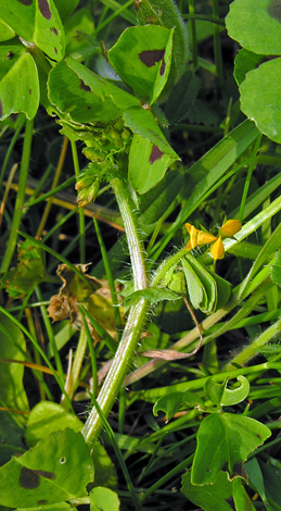 Medicago arabica close