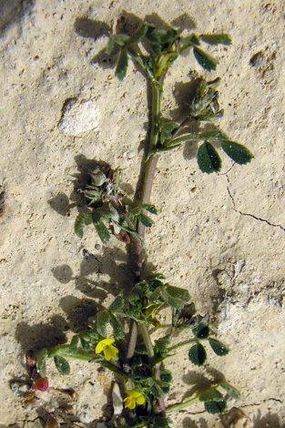 Medicago littoralis whole