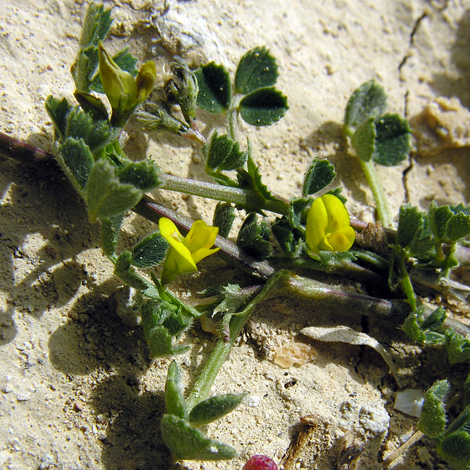 Medicago littoralis close