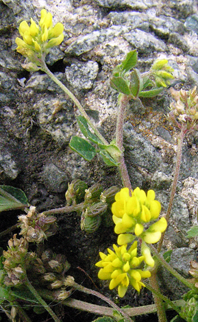 Medicago lupulina close