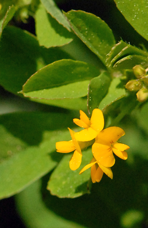 Medicago lupulina close