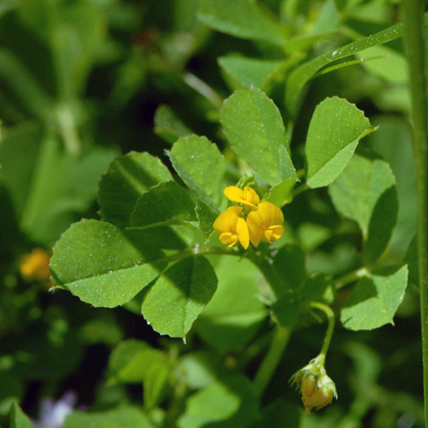 Medicago lupulina whole