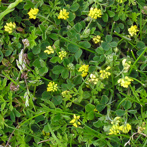 Medicago lupulina whole