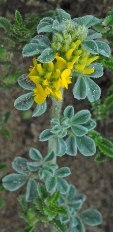 Medicago marina close