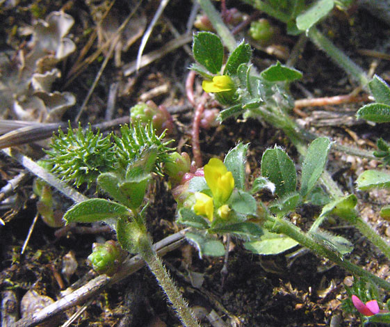 Medicago minima