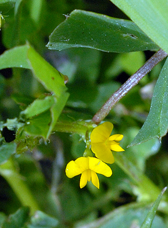 Medicago polymorpha close